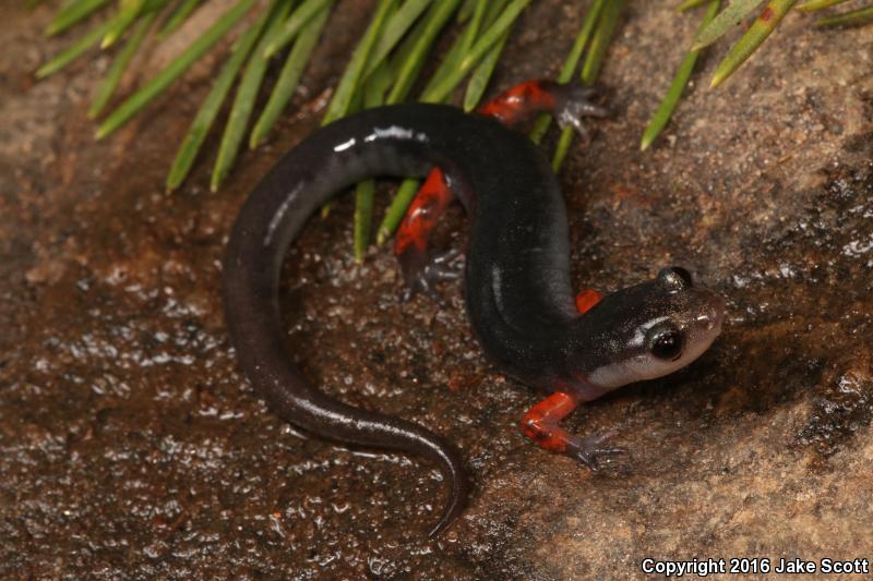 Cheoah Bald Salamander (Plethodon cheoah)