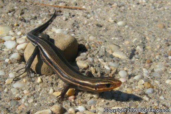 Five-lined Skink (Plestiodon fasciatus)