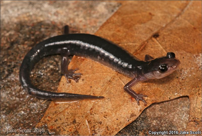 Southern Gray-cheeked Salamander (Plethodon metcalfi)