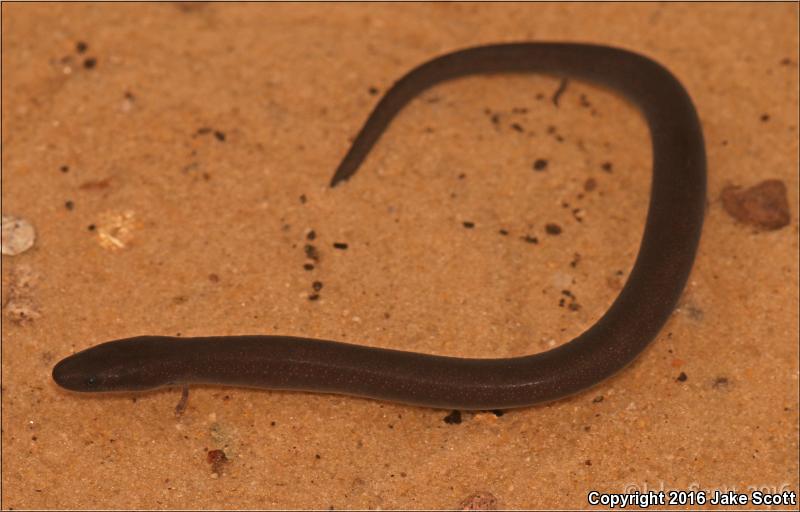 Three-toed Amphiuma (Amphiuma tridactylum)