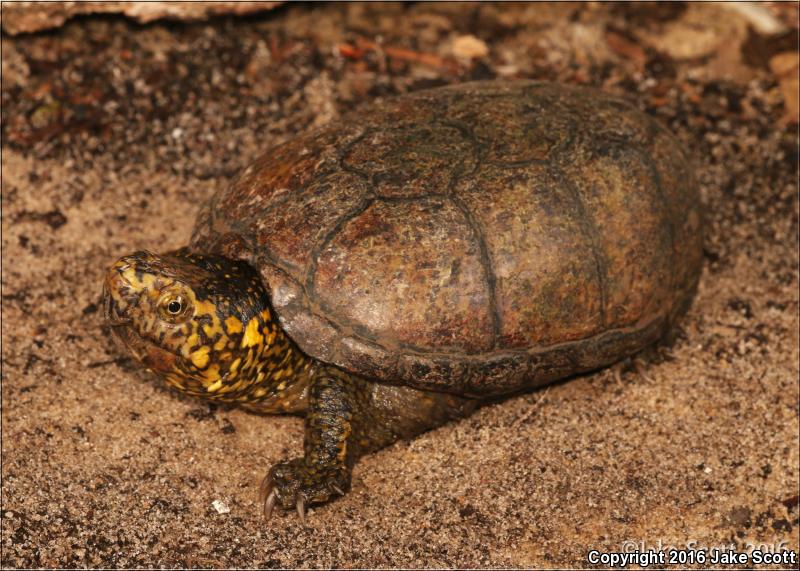 Mississippi Mud Turtle (Kinosternon subrubrum hippocrepis)