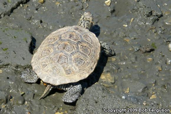 Northern Diamond-backed Terrapin (Malaclemys terrapin terrapin)