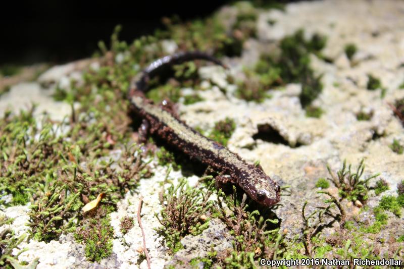 Peaks Of Otter Salamander (Plethodon hubrichti)