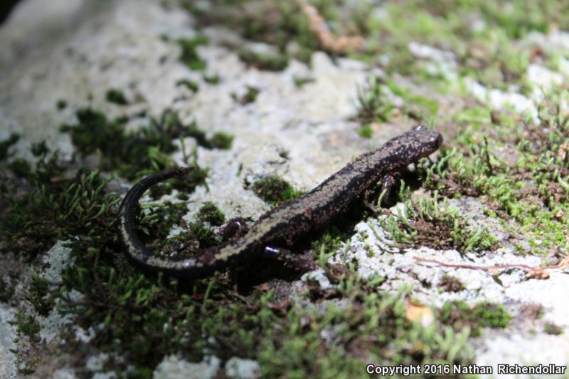 Peaks Of Otter Salamander (Plethodon hubrichti)