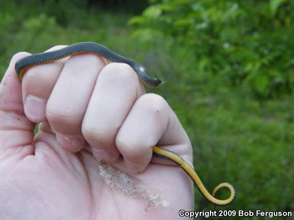 Northern Ring-necked Snake (Diadophis punctatus edwardsii)