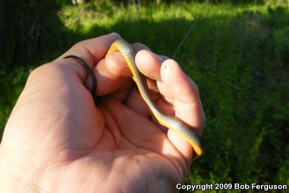 Northern Ring-necked Snake (Diadophis punctatus edwardsii)