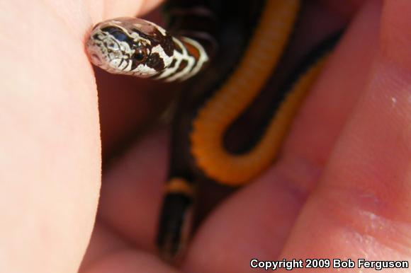 Northern Ring-necked Snake (Diadophis punctatus edwardsii)