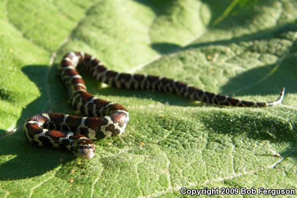 Eastern Milksnake (Lampropeltis triangulum triangulum)