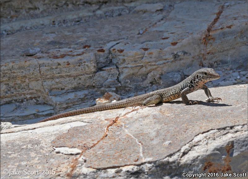 Eastern Marbled Whiptail (Aspidoscelis marmorata reticuloriens)