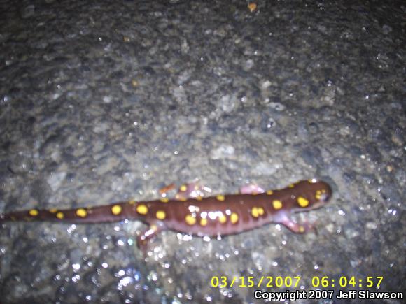 Spotted Salamander (Ambystoma maculatum)