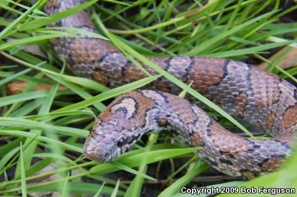 Eastern Milksnake (Lampropeltis triangulum triangulum)