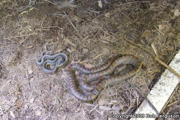 Eastern Gartersnake (Thamnophis sirtalis sirtalis)