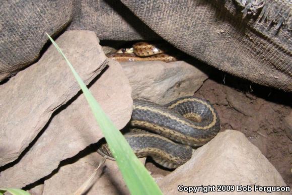 Eastern Gartersnake (Thamnophis sirtalis sirtalis)