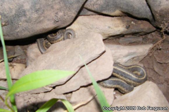 Eastern Gartersnake (Thamnophis sirtalis sirtalis)