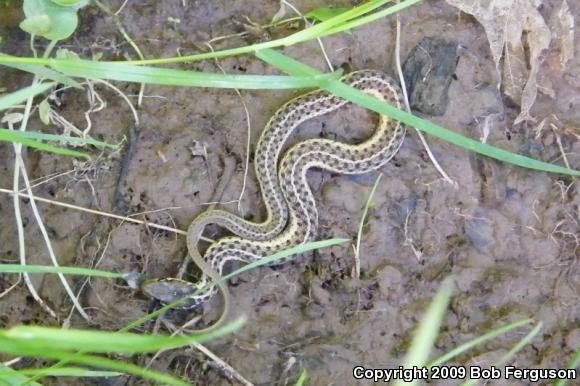 Eastern Gartersnake (Thamnophis sirtalis sirtalis)