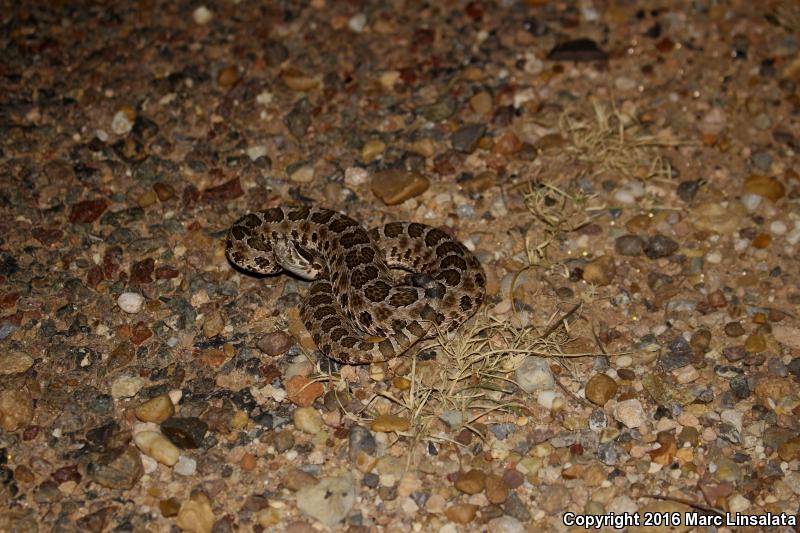 Western Massasauga (Sistrurus catenatus tergeminus)