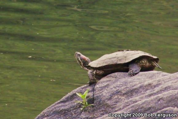 Red-eared Slider (Trachemys scripta elegans)