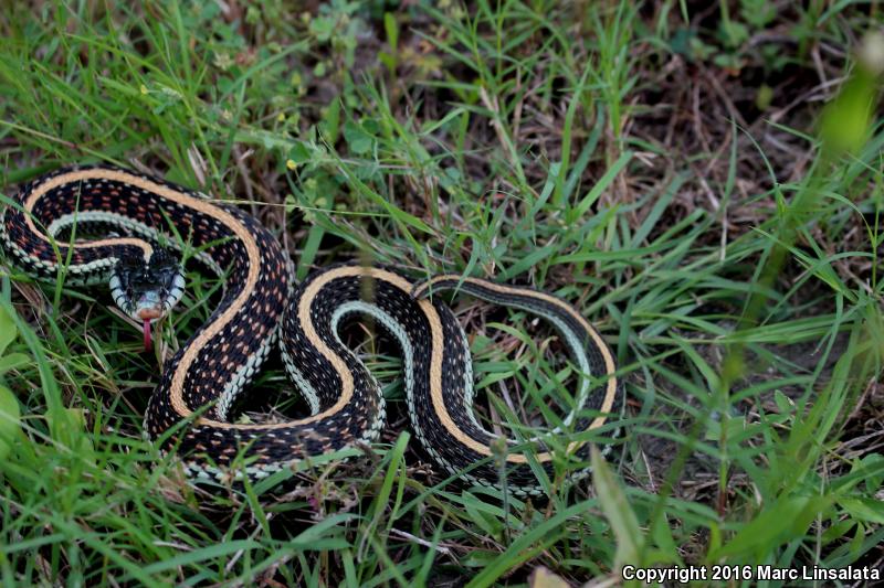 Texas Gartersnake (Thamnophis sirtalis annectens)