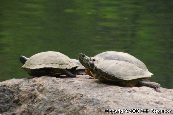 Red-eared Slider (Trachemys scripta elegans)