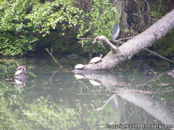 Red-eared Slider (Trachemys scripta elegans)