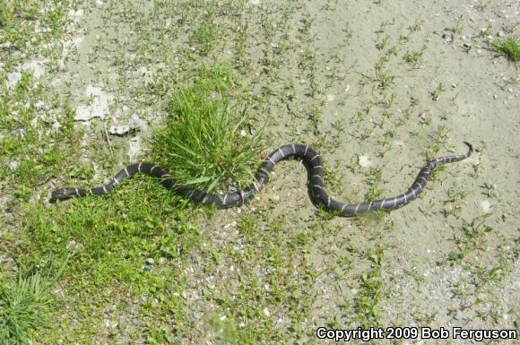 Eastern Kingsnake (Lampropeltis getula getula)