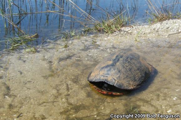 Northern Red-bellied Cooter (Pseudemys rubriventris)