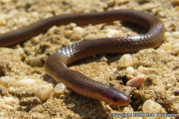 Eastern Wormsnake (Carphophis amoenus amoenus)