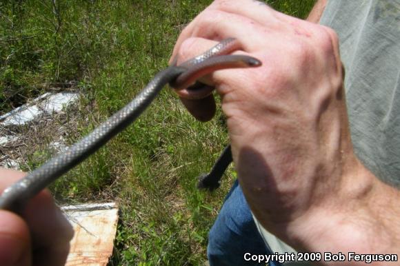 Eastern Wormsnake (Carphophis amoenus amoenus)