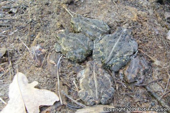 Fowler's Toad (Anaxyrus fowleri)