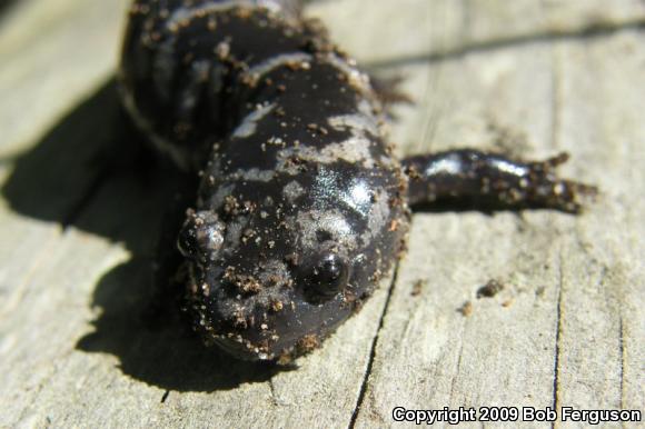 Marbled Salamander (Ambystoma opacum)