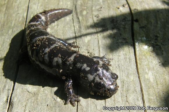 Marbled Salamander (Ambystoma opacum)