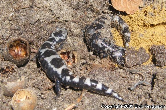 Marbled Salamander (Ambystoma opacum)