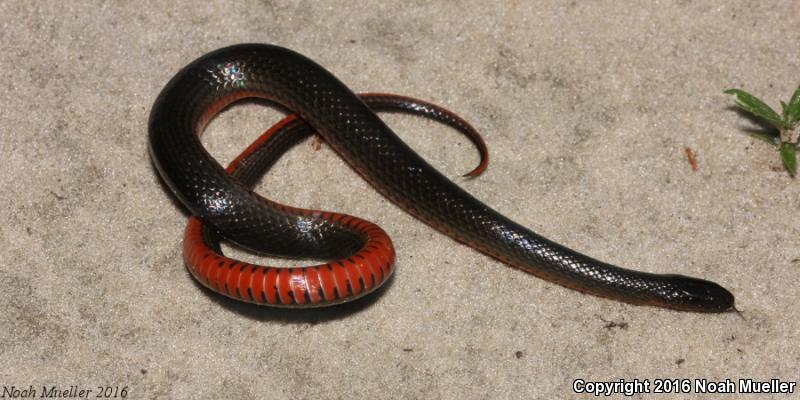 Black Swampsnake (Seminatrix pygaea)