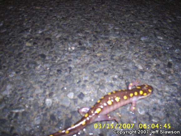 Spotted Salamander (Ambystoma maculatum)