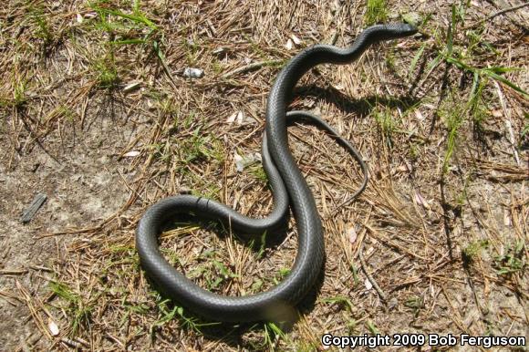 Northern  Black Racer (Coluber constrictor constrictor)