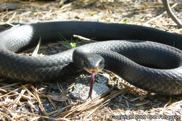 Northern  Black Racer (Coluber constrictor constrictor)