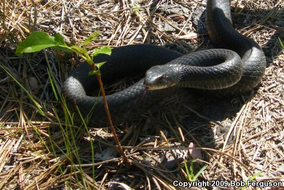 Northern  Black Racer (Coluber constrictor constrictor)