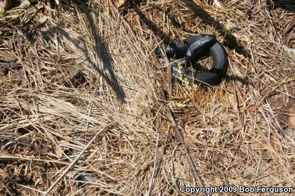 Northern  Black Racer (Coluber constrictor constrictor)