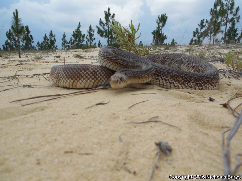 Florida Pinesnake (Pituophis melanoleucus mugitus)