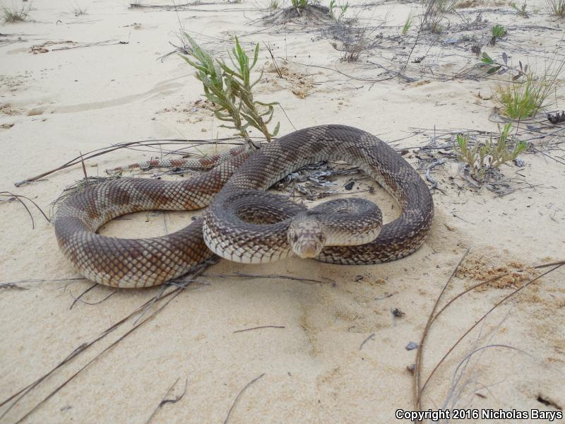 Florida Pinesnake (Pituophis melanoleucus mugitus)