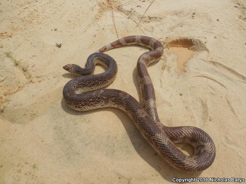 Florida Pinesnake (Pituophis melanoleucus mugitus)