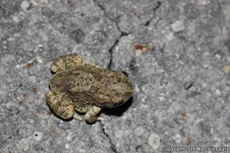 Texas Toad (Anaxyrus speciosus)