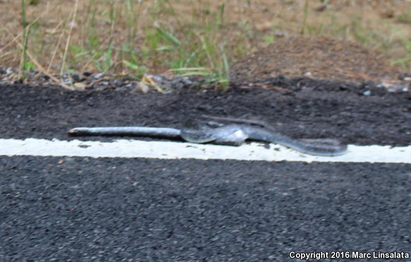 Buttermilk Racer (Coluber constrictor anthicus)