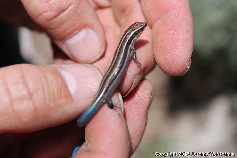 Variable Skink (Plestiodon multivirgatus epipleurotus)