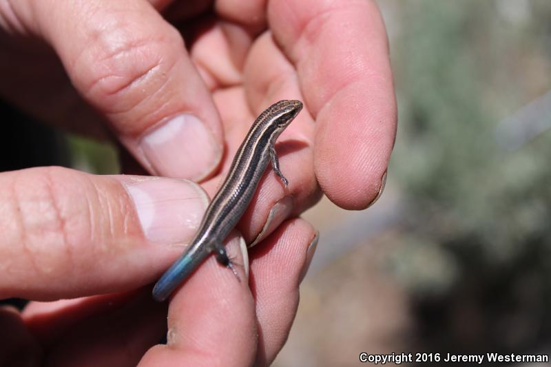 Variable Skink (Plestiodon multivirgatus epipleurotus)