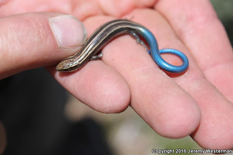 Variable Skink (Plestiodon multivirgatus epipleurotus)