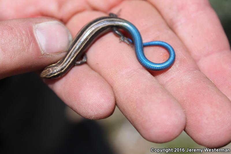 Variable Skink (Plestiodon multivirgatus epipleurotus)