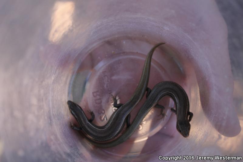 Variable Skink (Plestiodon multivirgatus epipleurotus)