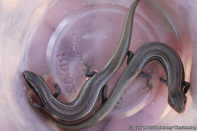 Variable Skink (Plestiodon multivirgatus epipleurotus)