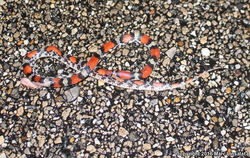 Northern  Scarletsnake (Cemophora coccinea copei)